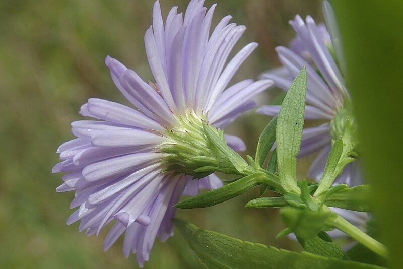 File:Symphyotrichum × versicolor.jpg