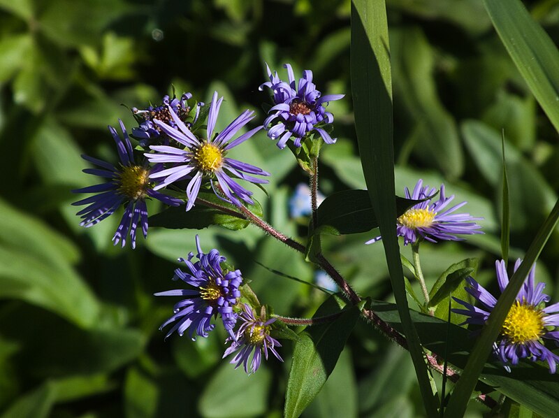 File:Symphyotrichum puniceum, 2022-10-11, Wexford, 03.jpg