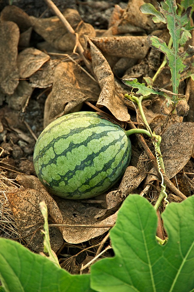 watermelon growing drawing