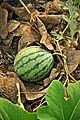 Plantação orgânica de melancia em Tainan