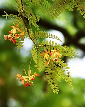 Tamarindenbaum: Beschreibung, Herkunft und Verbreitung, Verwendung