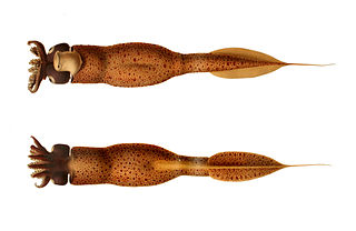 <i>Taonius pavo</i> Species of squid