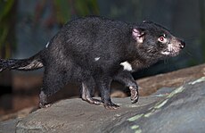 Tasmanian Devil constant walking-1and (4620816675).jpg