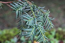 Taxus baccata (06) .JPG