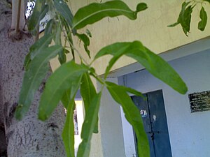Tacomella leaf.jpg