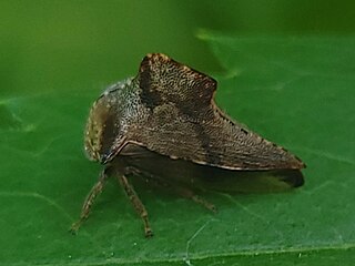 <i>Telamona ampelopsidis</i> Species of treehopper