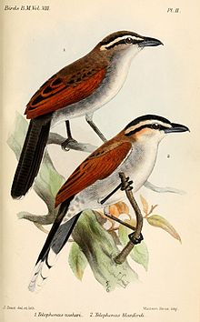 Brunkronesjagra, Tchagra australis