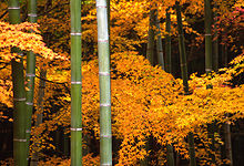 Herbstliche Ahornblätter und Bambus im Garten von Tenryū-ji