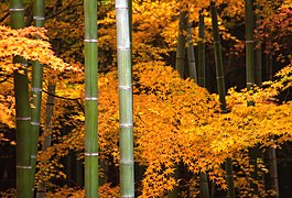 Herbstliche Ahornblätter und Bambus