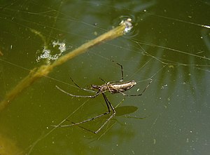 Tetragnatha Laboriosa