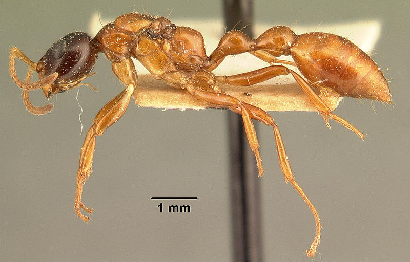 File:Tetraponera grandidieri casent0101680 profile 1.jpg