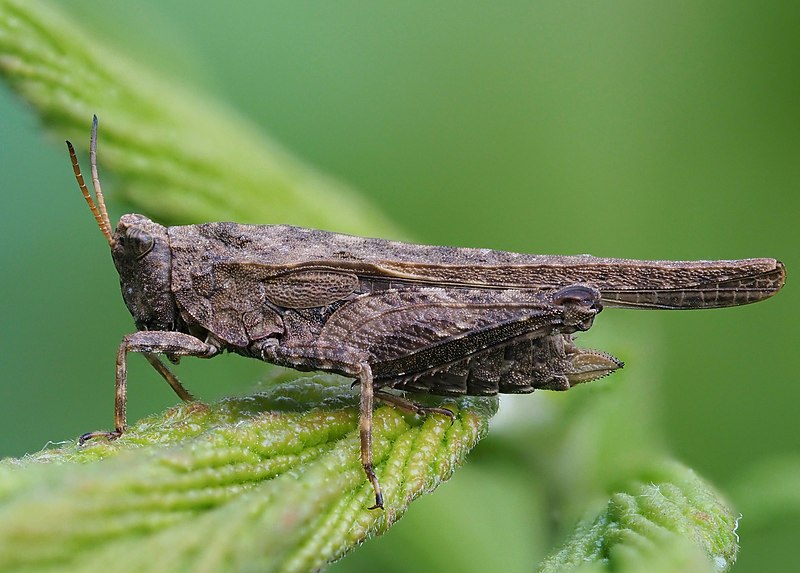 File:Tetrix subulata, Parc de Woluwé, Bruxelles (52072220703).jpg