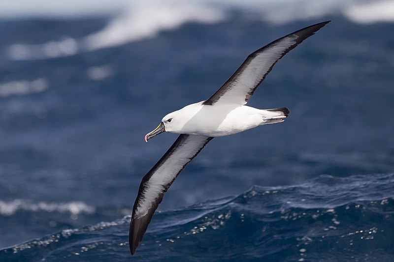 File:Thalassarche carteri in flight - east of Port Stephens.jpg