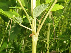 茎に縦の稜がある。葉柄の基部に膜質で歯牙のある托葉があり、しばしば小葉柄の基部に小托葉がある。