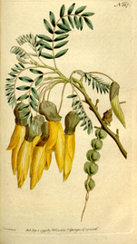 The Botanical Magazine, Plate 167 (Volume 5, 1792).png