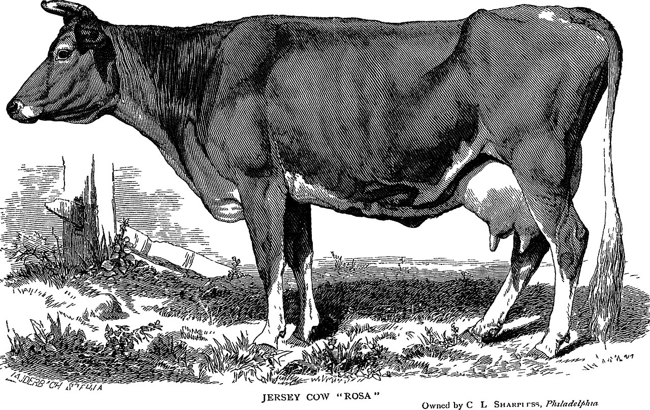 https://upload.wikimedia.org/wikipedia/commons/thumb/4/47/The_Jersey%2C_Alderney%2C_and_Guernsey_cow-_their_history%2C_nature_and_management._Showing_how_to_choose_a_good_cow%3B_how_to_feed%2C_to_manage%2C_to_milk%2C_and_to_breed_to_the_most_profit_%281872%29_%2820621613688%29.jpg/1280px-thumbnail.jpg