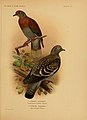 The birds of South America (Pl. 16) (7822916388).jpg