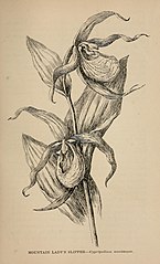 Cypripedium montanum page 383 in: Mary Elizabeth Parsons The wild flowers of California (1902)