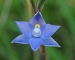 <i>Thelymitra nuda</i> Species of orchid