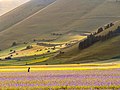 Through the fields - Flickr - Un ragazzo chiamato Bi.jpg