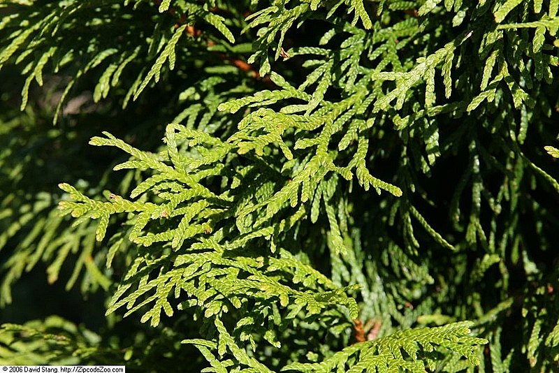 File:Thuja occidentalis Smaragd 3zz.jpg