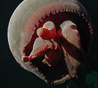 Тибурония granrojo- noaa explo0783.jpg