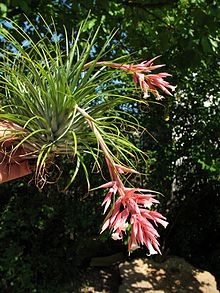 Tillandsia globosa var. alba (TS) 2-01873.jpg