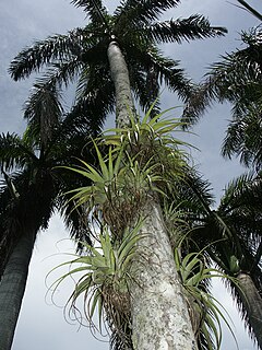 <i>Tillandsia utriculata</i> species of plant