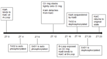 KaiC autokinase and autophosphatase activities in a 24hr cycle Timeline of KaiC activities.png