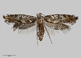 Tinea astraea