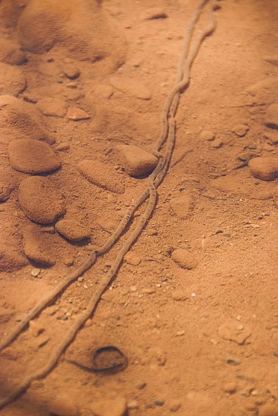 File:Toad Eggs in Salt Creek (9734425421).jpg