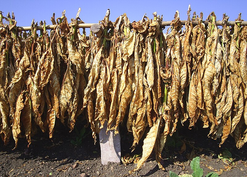 File:Tobacco drying in the tobacco field in Nellore district, Andhra Pradesh PIC 0040.jpg