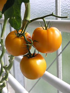 Tomato Edible berry of the tomato plant, Solanum lycopersicum