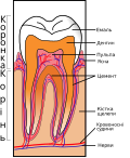 Миниатюра для Файл:Tooth Section-uk.svg