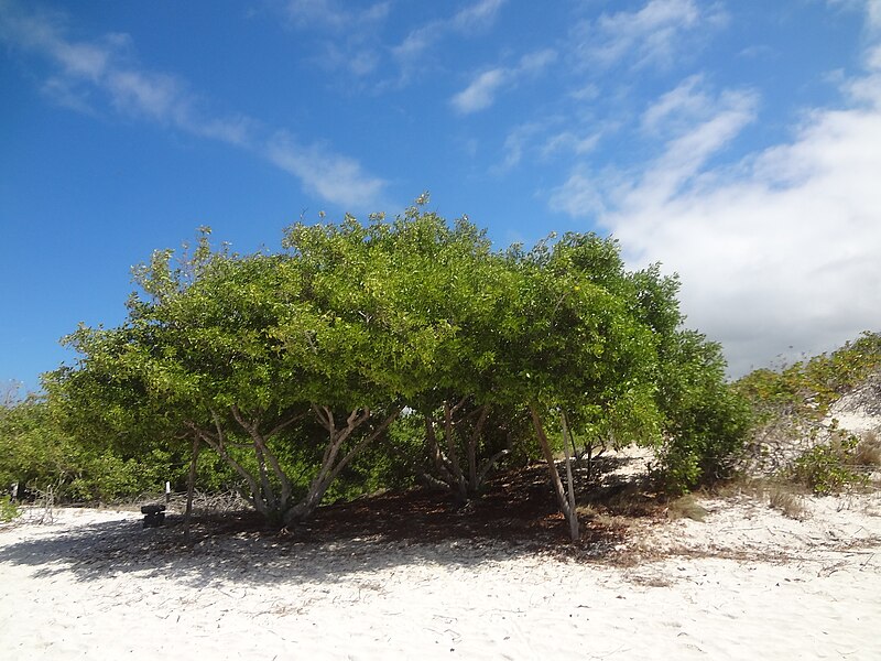 File:Tortuga Bay at the beach on the Island of Santa Cruz Galapagos.JPG