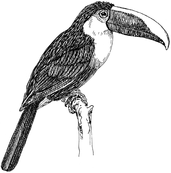 File:Toucan (PSF).png