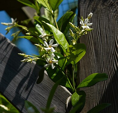 Trachelospermum jasminoides B.jpg