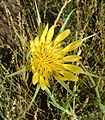 Tragopogon dubius