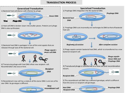 This is an illustration of the difference between generalized transduction, which is the process of transferring any bacterial gene to a second bacterium through a bacteriophage and specialized transduction, which is the process of moving restricted bacterial genes to a recipient bacterium. While generalized transduction can occur randomly and more easily, specialized transduction depends on the location of the genes on the chromosome and the incorrect excision of the a prophage. Transduction illustration.pdf