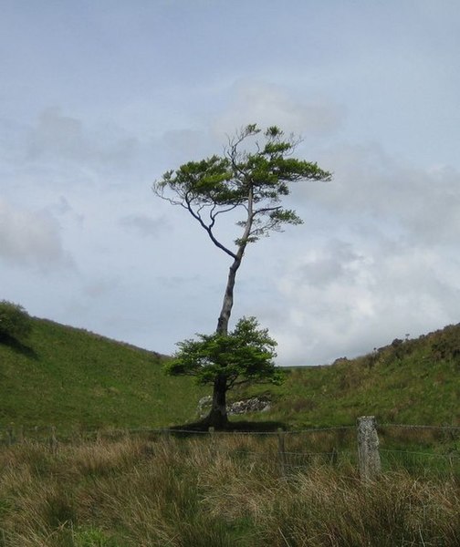 File:Tree - geograph.org.uk - 444963.jpg