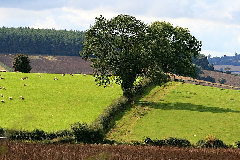 File:Trees in a hedge - geograph.org.uk - 2063224.jpg