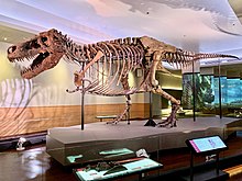 Trex Sue FMNH.jpg