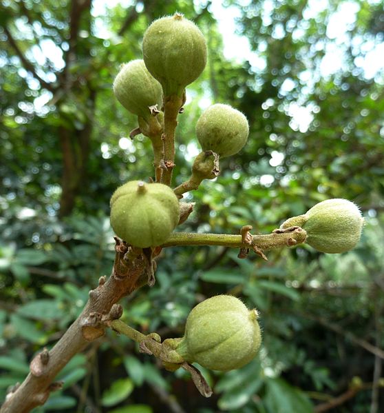 File:Trichilia emetica, vrugte, c, Pretoria.jpg