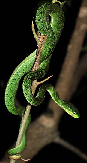 Описание изображения Trimeresurus septentrionalis wiki.jpg.