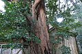 八幡神社のイスノキ