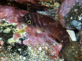 Gobiesocidae Family of fishes