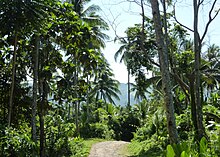 Coconut trees in the hills west of Tubod Tubod hills.JPG