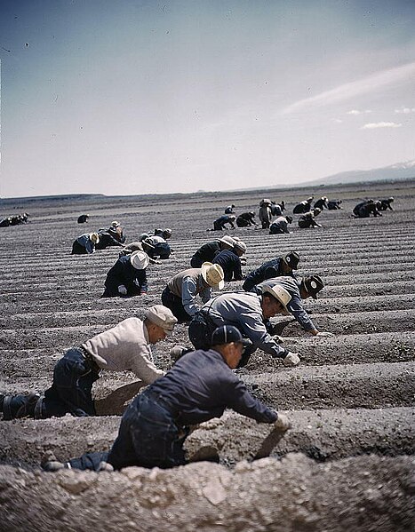 File:Tule Lake War Relocation Center celery crop workers in 1942 or 1943 - (cropped).jpg