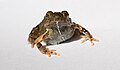 Tungara Frog female Engystomops pustulosus.jpg