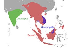 Tupaiidae range.jpg